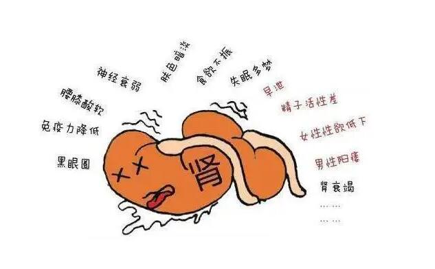 肾虚怎么调理？做到这5个，让你的肾强壮起来 - 吾知舍