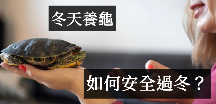 冬天怎么养乌龟？ 冬天养乌龟的7个技巧 - 吾知舍