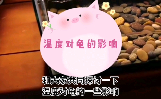 温度会影响龟的性别吗？ - 吾知舍