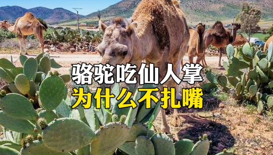 为什么骆驼吃仙人掌不怕扎嘴？ - 吾知舍