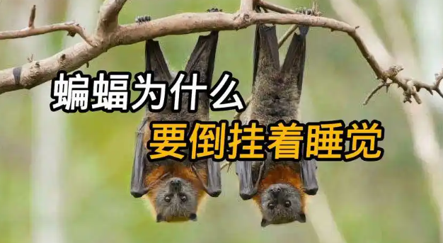 为什么蝙蝠要倒着睡觉？ - 吾知舍