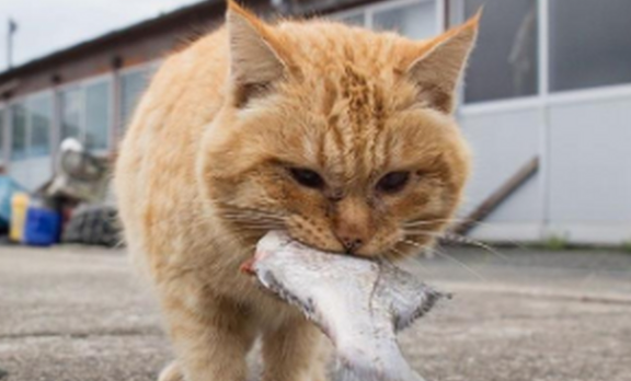 猫为什么喜欢吃鱼？猫不怕鱼刺？ - 吾知舍