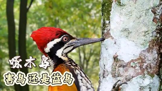啄木鸟是不是益鸟？ - 吾知舍