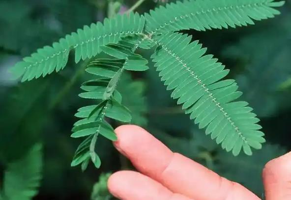 如果一直用手戳含羞草会怎么样？ - 吾知舍