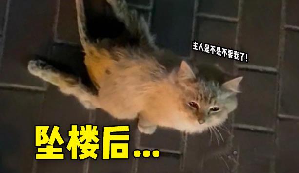 为什么有些猫坠楼不会死？ - 吾知舍