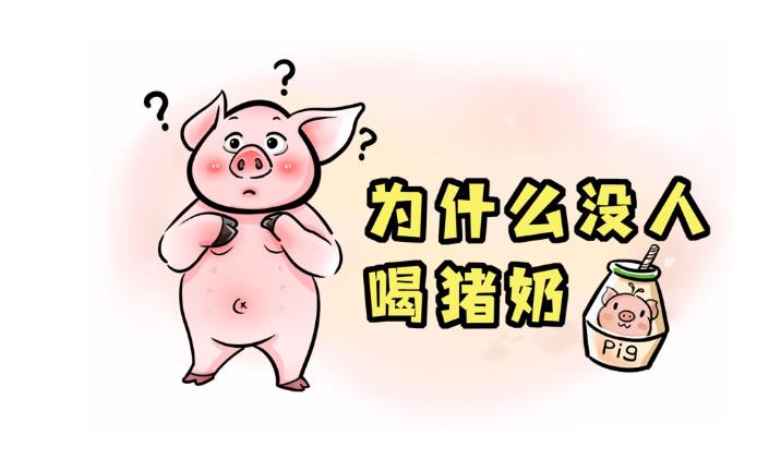 猪奶为什么没人喝？ - 吾知舍