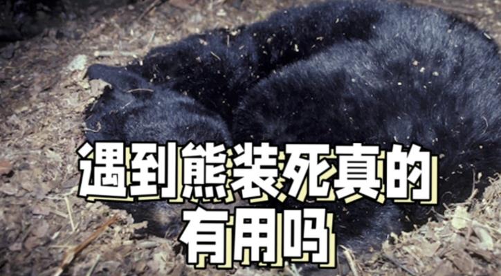 遇到熊装死有用吗？ - 吾知舍