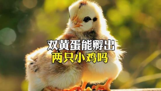 双黄蛋能孵出两只小鸡吗？ - 吾知舍