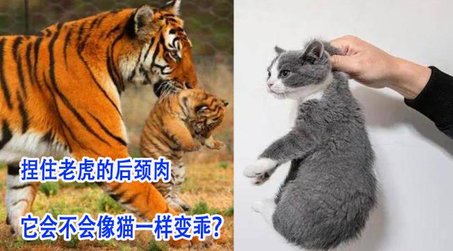 捏住老虎后颈，会像猫咪一样变乖吗？ - 吾知舍